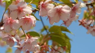 葉桜画像