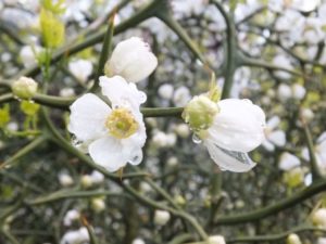 カラタチの花画像