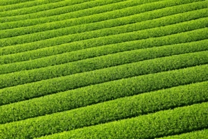 茶畑画像