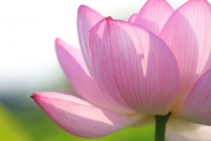 蓮の花画像